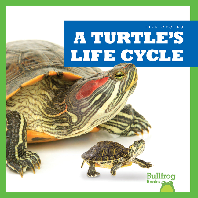 A Turtle's Life Cycle (Life Cycles)