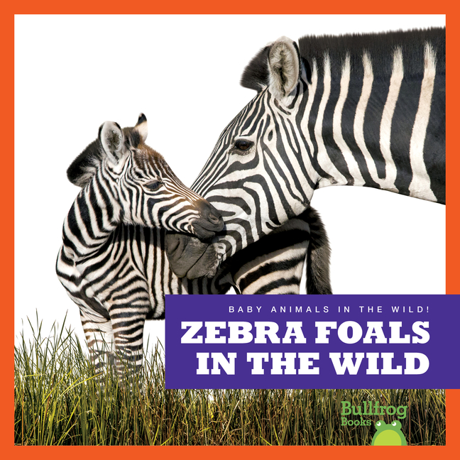 Zebra Foals in the Wild (Baby Animals in the Wild!)